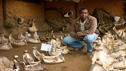Illegal ivory trade