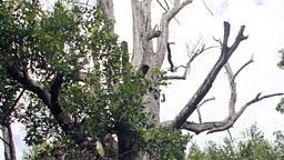 Afo, clove tree