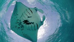 Manta ray