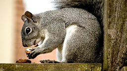 Squirrel