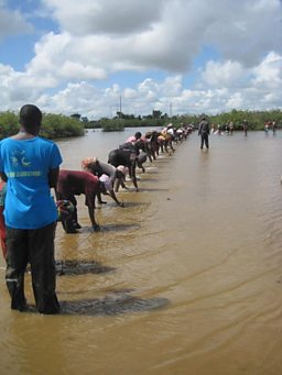 Gambian oyster harvesters planting mangrove seeds