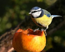Blue tit