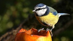 Nature UK birds collection