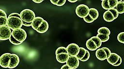 The Origins of Infectious Disease