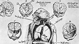 The Anatomical Renaissance