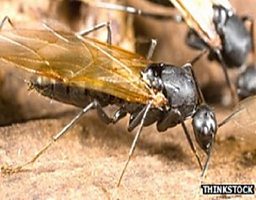 A flying ant