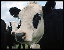It's not only badgers that can cause TB