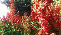 QUINOA  (Pronounced “KEEN-WAH”) Chenopodium quinoa