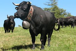 Big cow bell