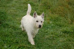 Dog two