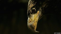 Golden Eagle