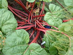Bunny's favourite new variety of rhubarb