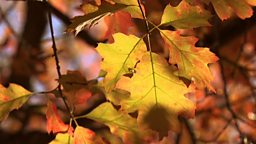 Autumn wildlife
