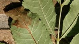 ash-tree-dieback