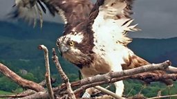 osprey