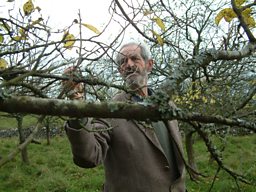 Damsons in Distress 1