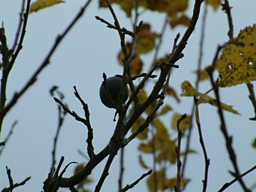 Damsons in Distress 2