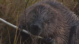 Beaver