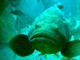 Goliath Grouper at Zion Wreck - Image courtesy of Sarah Frias-Torres