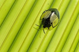 BBC Nature ladybird