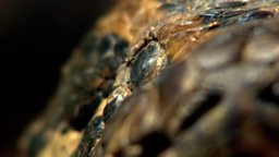Wildlife cameraman Rob Drewett on filming African rock pythons