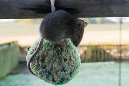 House mouse