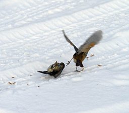 Robins fighting