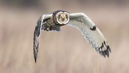 paulcsummers_short-eared-owl