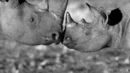 Black rhinos