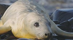 grey-seal-pup