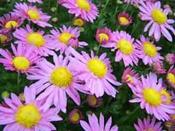 Hardy Chrysanthemums