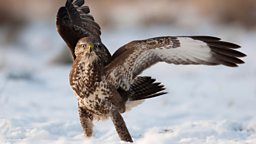 snow buzzard