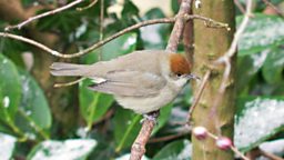 blackcap