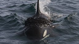 59815616-killer-whale-top