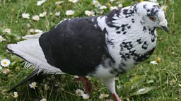 feral-pigeon-pied1