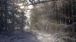 winter-woodland