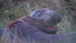 seal-diary3