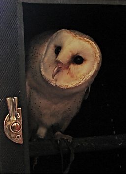 Owl in a box