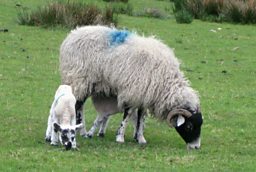 Ram and lamb