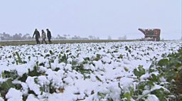 Adam sugar beet