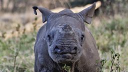 Baby black rhino