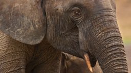 African elephant