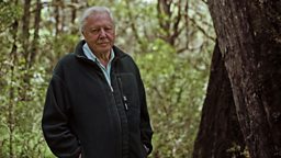 Ask Attenborough