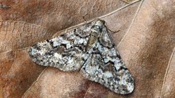 Spring Usher Moth