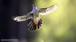Common Cuckoo