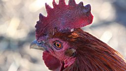 A chicken