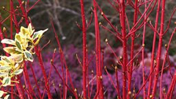 Cornus at Cambridge University Botanic Garden
