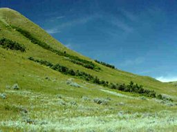 scarp