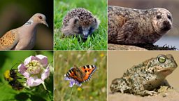 State of UK wildlife