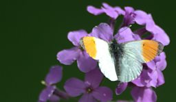 Orange tip butterfly on Cuckoo flower